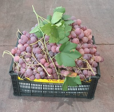 Foto Uva Red Glob Origine Italia Marchio Gabriele Giuseppe  1