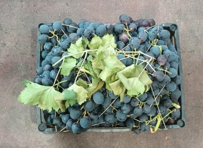 Foto Uva Nera Varietà Leopoldo Origine Italia Marchio Gabriele Giuseppe  2