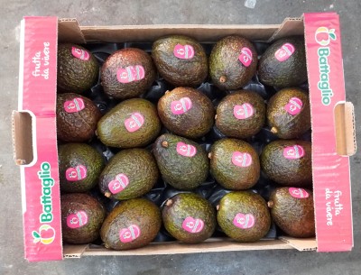 Foto Avocado Hass Origine Colombia Calibro 20 Marchio Battaglio 3