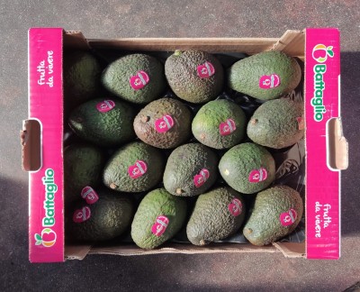 Foto Avocado Varietà Hass Calibro 16  Origine Cile Marchio Battaglio  3
