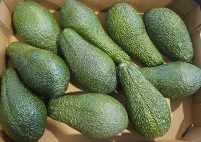 Foto Avocado Varietà Pinkerton Calibro 10  Origine Israele Marchio Galilee 2