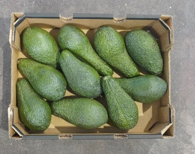 Foto Avocado Varietà Pinkerton Calibro 10  Origine Israele Marchio Galilee 3