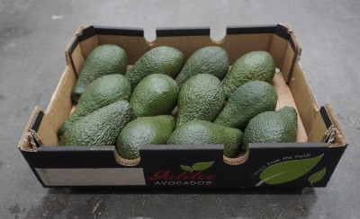 Foto Avocado Pinkerton Confezione da 12 Frutti Origine Israele Marchio Galilee 1