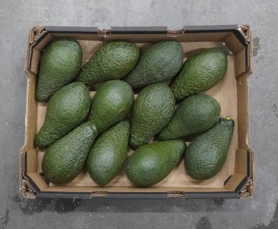 Foto Avocado Pinkerton Confezione da 12 Frutti Origine Israele Marchio Galilee 3