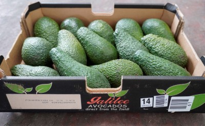 Foto Avocado Varietà Pinkerton Confezione da 14 Frutti Origine Israele 1