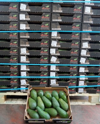 Foto Avocado Varietà Pinkerton Confezione da 14 Frutti Origine Israele 2