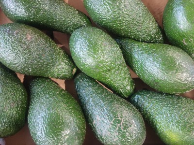 Foto Avocado Pinkerton Calibro 10 Origine Israele Marchio Galilee        2