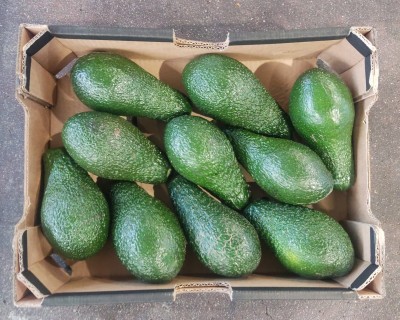 Foto Avocado Pinkerton Calibro 10 Origine Israele Marchio Galilee        3
