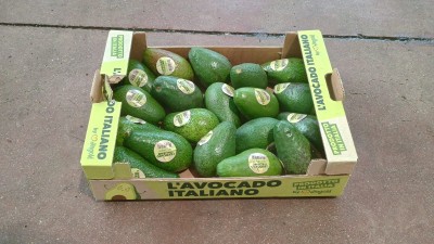 Foto Avocado Ettinger Calibro 10 Origine Italia Marchio Italiano  1