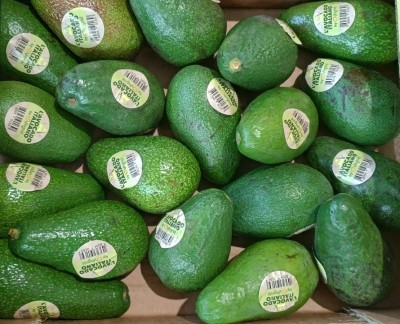Foto Avocado Ettinger Calibro 10 Origine Italia Marchio Italiano  2