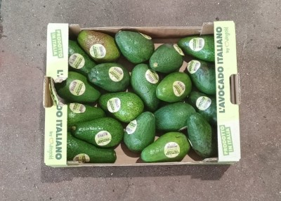 Foto Avocado Ettinger Calibro 10 Origine Italia Marchio Italiano  3