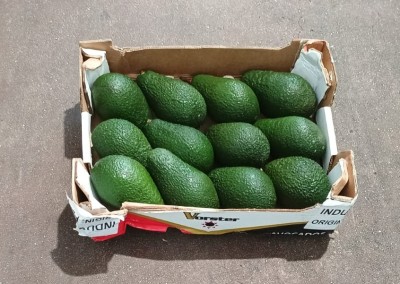 Foto Avocado Pinkerton Calibro 12 Origine Sud Africa Marchio Verser  1