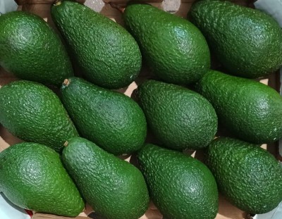 Foto Avocado Pinkerton Calibro 12 Origine Sud Africa Marchio Verser  2
