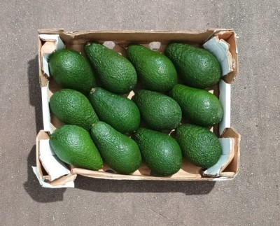 Foto Avocado Pinkerton Calibro 12 Origine Sud Africa Marchio Verser  3