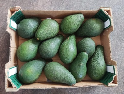 Foto Avocado Varietà Pinkerton Origine Sudafrica Marchio ''Bounty'' Confezione da 12 Frutti 2