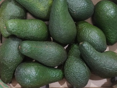 Foto Avocado varietà Pinkerton calibro 12 Origine Israele Marchio Avocados      2