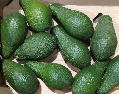 Foto Avocado Pinkerton Calibro 16 Origine Perù Marchio Avocaso  2