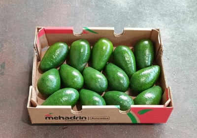 Foto Avocado Varietà Ettinger Calibro 12/14 Origine Israele Marchio Mehadrin  1