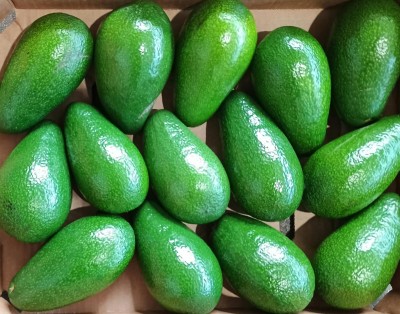 Foto Avocado Varietà Ettinger Calibro 12/14 Origine Israele Marchio Mehadrin  2