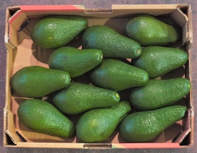 Foto Avocado Pinkerton Calibro 12 Origine Israele Marchio Medhadrin 2