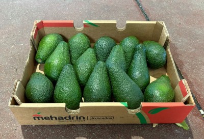 Foto Avocado Pinkerton Calibro 14 Origine Israele Marchio Mehadrin 1