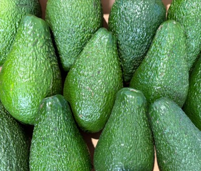 Foto Avocado Pinkerton Calibro 14 Origine Israele Marchio Mehadrin 2