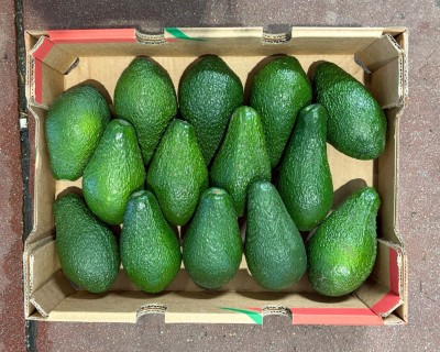 Foto Avocado Pinkerton Calibro 14 Origine Israele Marchio Mehadrin 3
