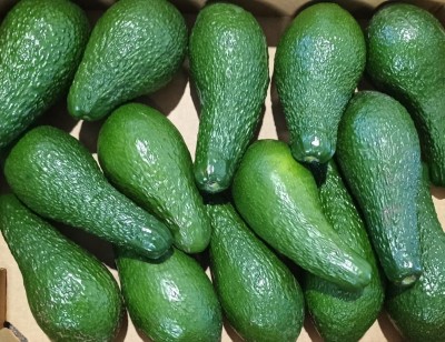 Foto Avocado Varietà Pinkerton Calibro 12/14 Origine Brasile Marchio Mehadrin 2