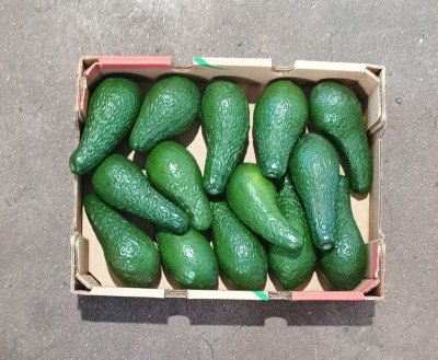 Foto Avocado Varietà Pinkerton Calibro 12/14 Origine Brasile Marchio Mehadrin 3