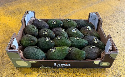 Foto Avocado Hass Calibro 18 Origine Spagna Marchio Lusia          1
