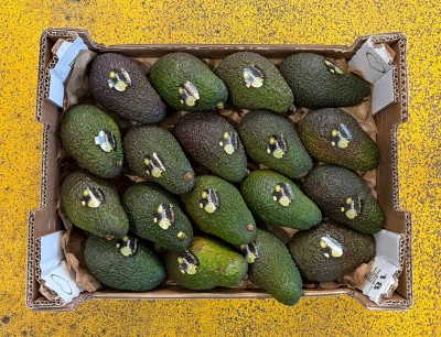 Foto Avocado Hass Calibro 18 Origine Spagna Marchio Lusia          3