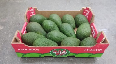 Foto Avocado Varietà Pinkerton Calibro 14 Origine Sud Africa Marchio Westfalia 1