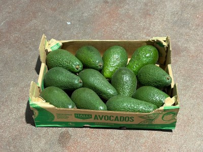 Foto Avocado Pinkerton Calibro 12/14 Origine Kenya Marchio Halls            1