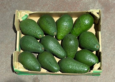 Foto Avocado Pinkerton Calibro 12/14 Origine Kenya Marchio Halls            3