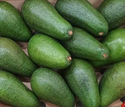 Foto Avocado Varietà Fuerte Calibro 12 Origine Sud Africa Marchio Piess              2