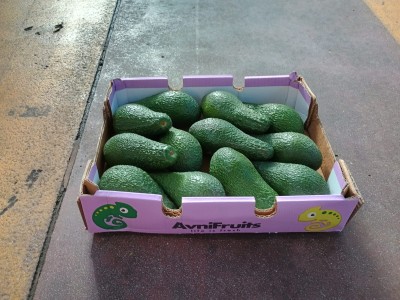 Foto Avocado Varietà Pinkerton Calibro 12 Origine Israele Marchio Avnifruits  1