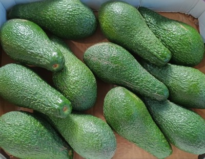 Foto Avocado Varietà Pinkerton Calibro 12 Origine Israele Marchio Avnifruits  2