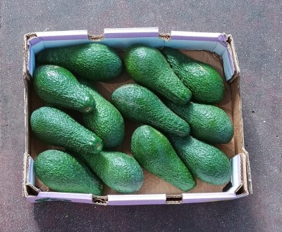 Foto Avocado Varietà Pinkerton Calibro 12 Origine Israele Marchio Avnifruits  3