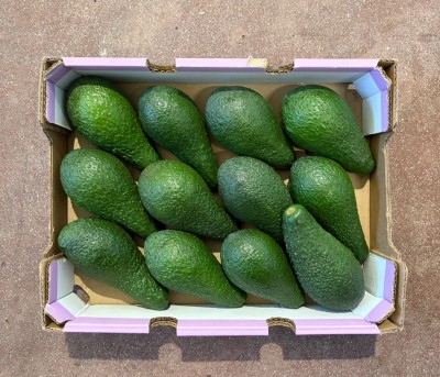 Foto Avocado Pinkerton Calibro 12 Origine Israele Marchio Avnifruits 3