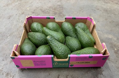 Foto Avocado Pinkerton Calibro 10/12 Origine Brasile Marchio Granot           1