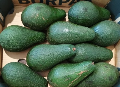 Foto Avocado Varietà Pinkerton Calibro 10 Origine Republica Domenicana Marchio Burpak 2