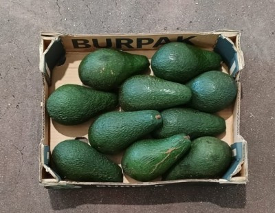 Foto Avocado Varietà Pinkerton Calibro 10 Origine Republica Domenicana Marchio Burpak 3
