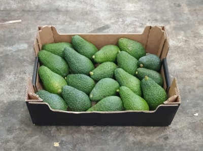 Foto Avocado Hass Calibro 20 Origine Italia Marchio Cartone Nero  1
