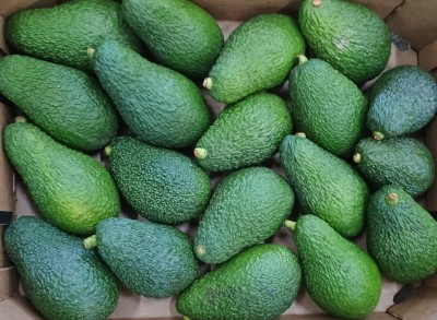 Foto Avocado Hass Calibro 20 Origine Italia Marchio Cartone Nero  2