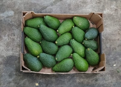Foto Avocado Hass Calibro 20 Origine Italia Marchio Cartone Nero  3
