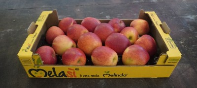 Foto Evelina Calibro 80/85  Origine Italia lavorazione in Padella Marchio Melasì     1