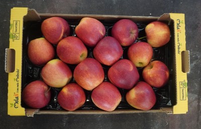 Foto Evelina Calibro 80/85  Origine Italia lavorazione in Padella Marchio Melasì     3