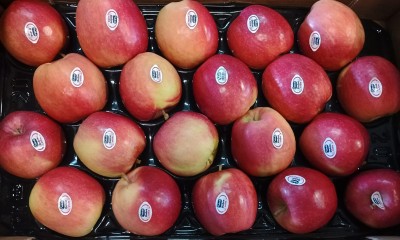 Foto Mele Evelina Varietà Gradisca Calibro 75/80 Origine Italia Marchio Dolce Vita  2