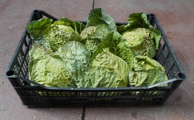 Foto Verza Riccia Origine Italia Marchio Pallavicino  1