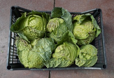 Foto Verza Riccia Origine Italia Marchio Pallavicino  2